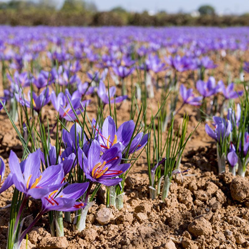 Saffron - Yasnoor